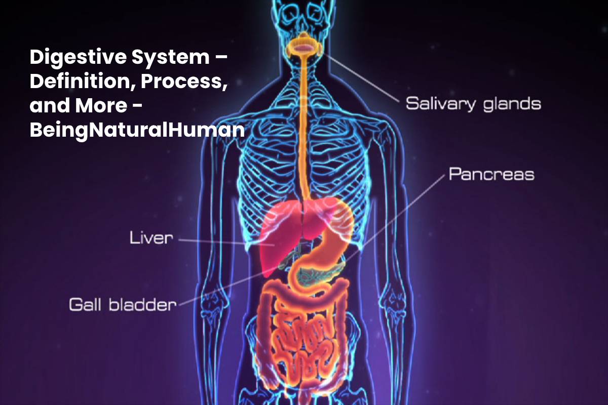 digestive-system-english-esl-worksheets-pdf-doc