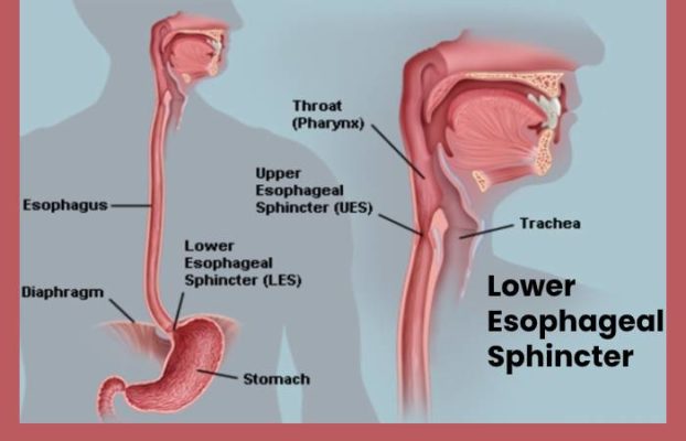 digestive-system-sphincter