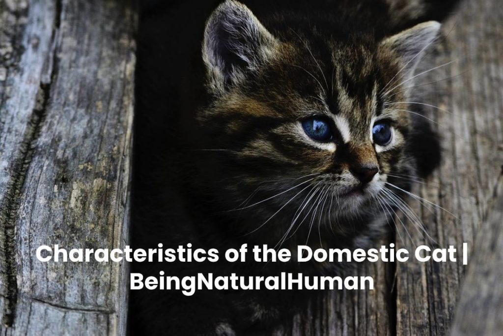 Characteristics of the Domestic Cat | BeingNaturalHuman