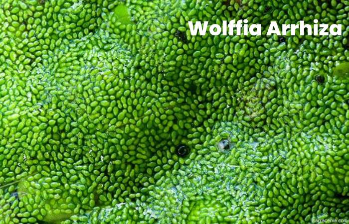 Wolffia Arrhiza