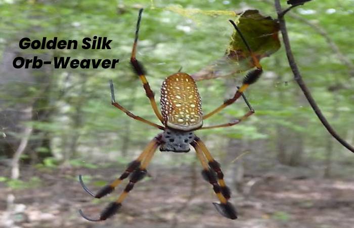 Golden Silk Orb-Weaver