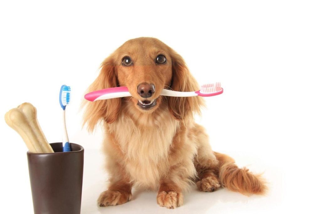 Pet Dental Health