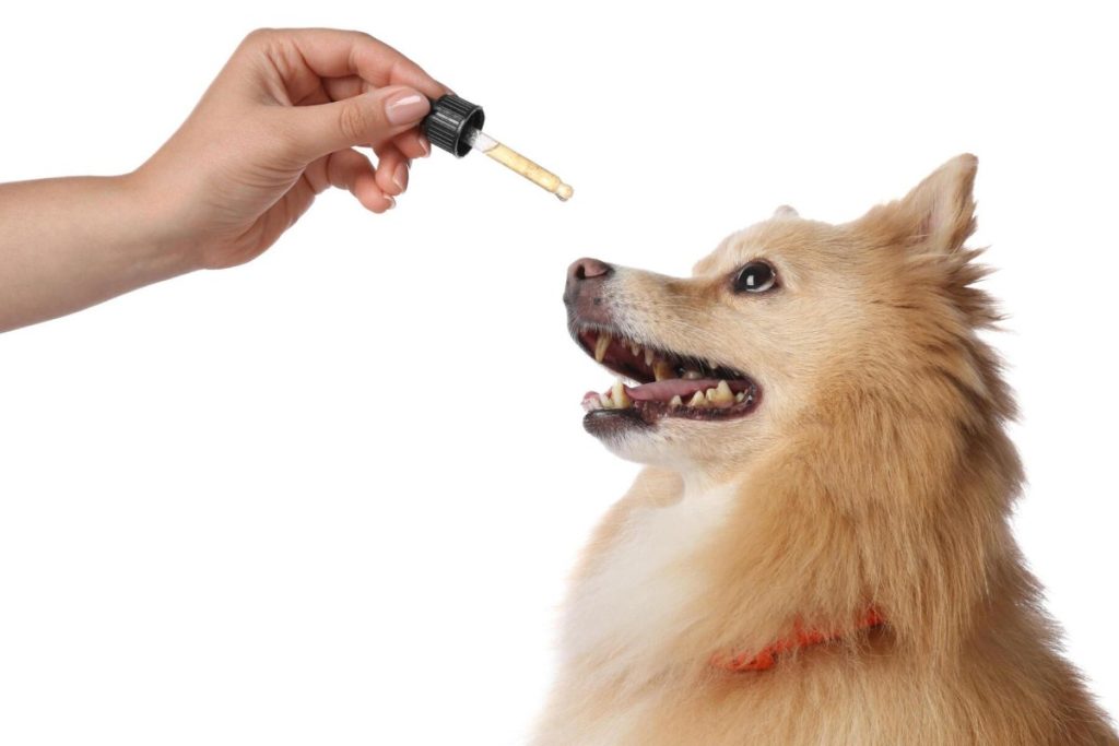 CBD Oil For Pets