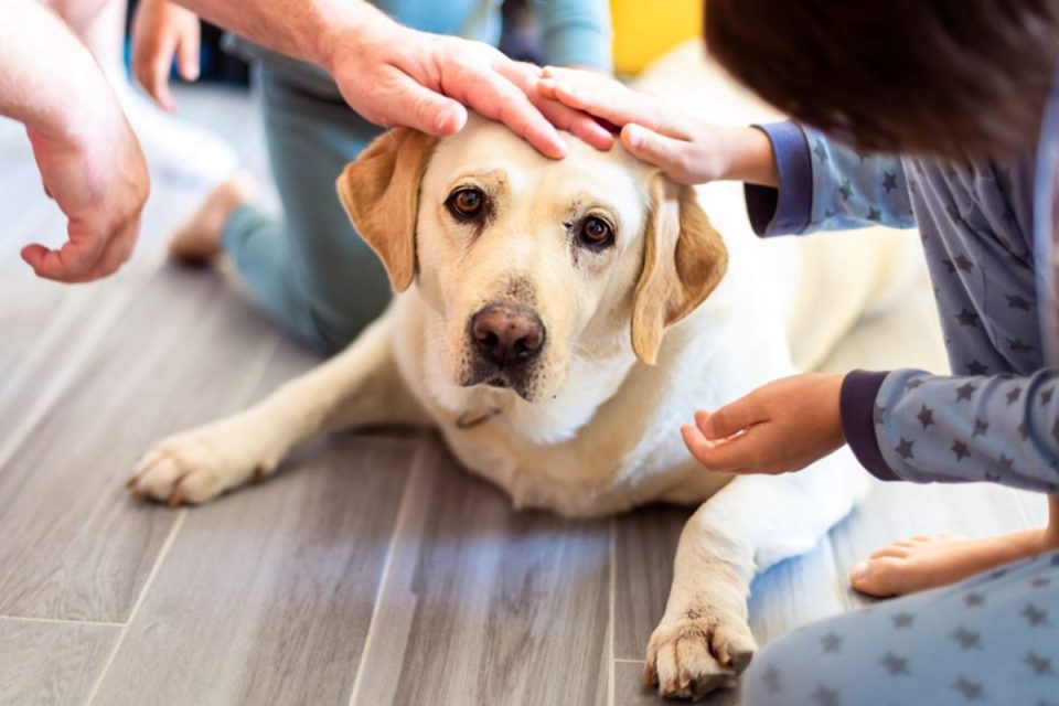 Animal Therapy