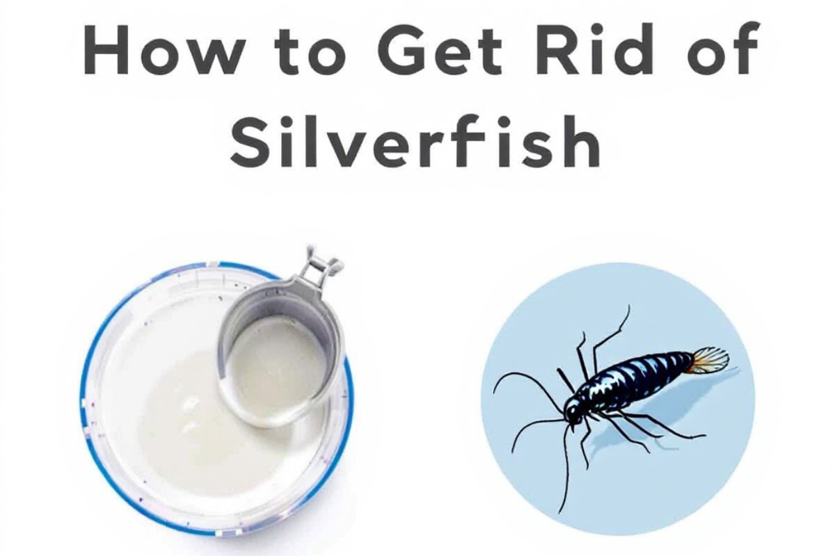 how to get rid of silverfish